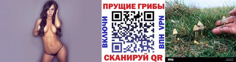 дарнет шоп  Асино  Галлюциногенные грибы Psilocybe 